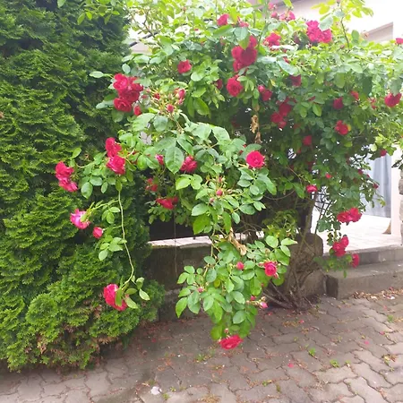 Am Hauptplatz * Pirna
