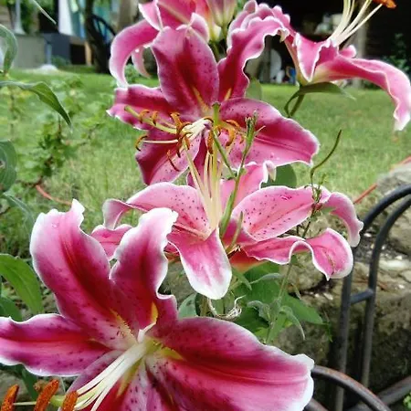 Apartment Am Hauptplatz Pirna